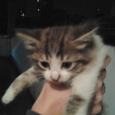 morphy