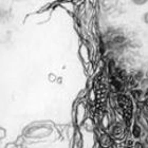 королевский XVII